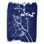 Kit cyanotype 2 pcs